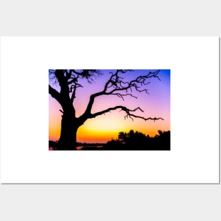Tree At Sunset Posters and Art